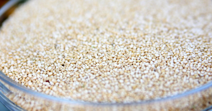 Quinoa