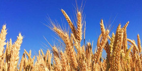 September is Whole Grain Month