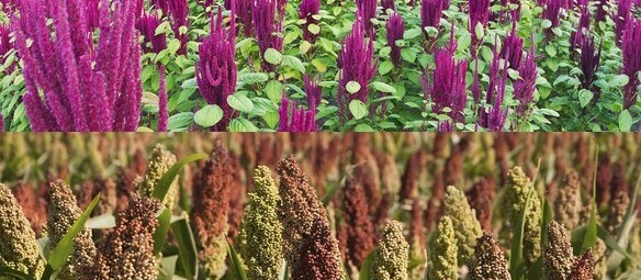 Grain of the Week – Sorghum and Amaranth (9/25 – 9/30/16)