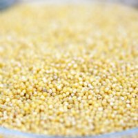 Millet Hulled  42lbs. 6 gal. Bckt.