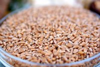 Spelt (Wheat) ORGANIC  42lbs. 6 gal. Bckt.